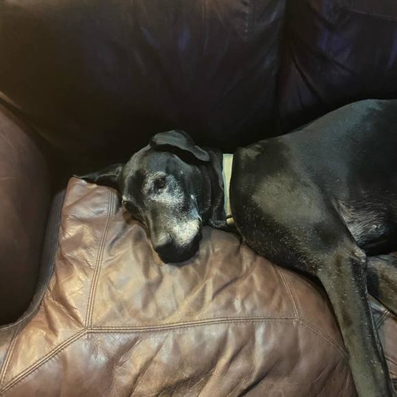 Meet your Posher, Joyce - Picture 1 of 1